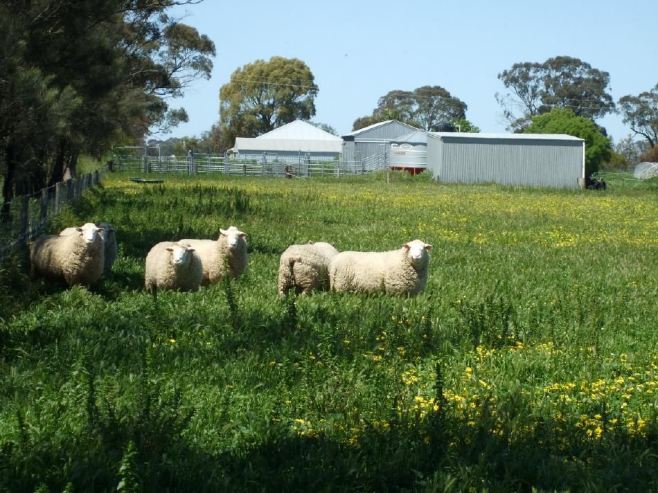 1036 Frances Road, Bordertown South, SA 5268