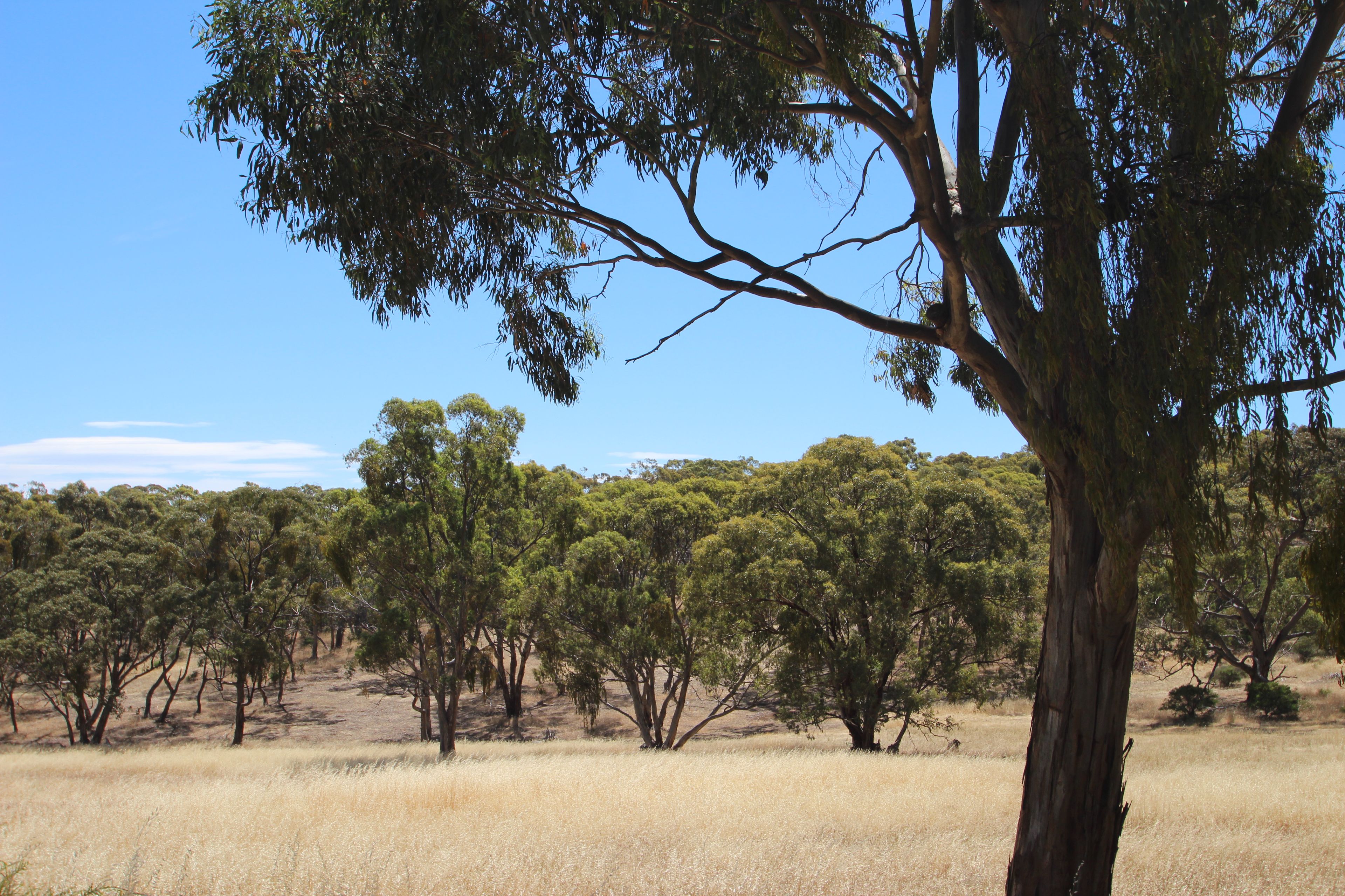 Lot 93 Roach Road, Clare, SA 5453