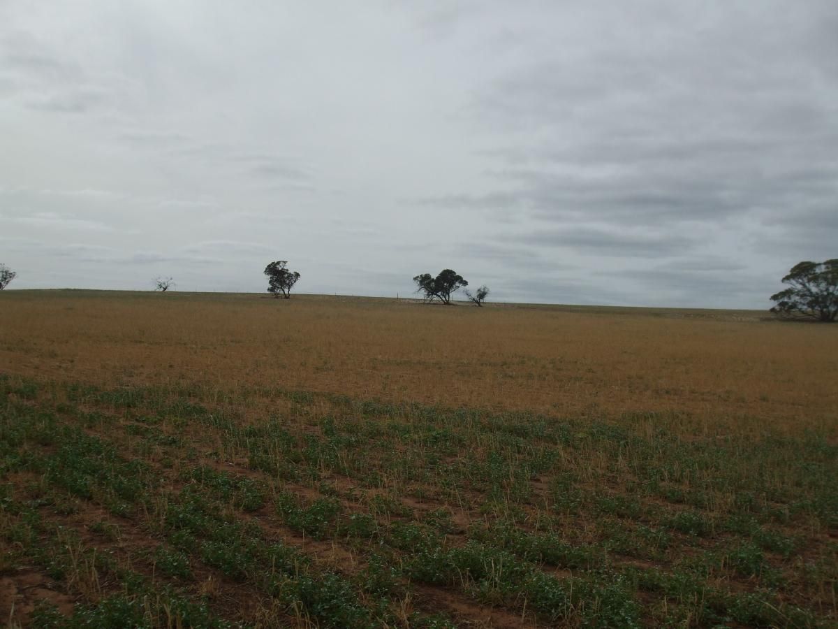 Lot 13 Oaks Road, Pinnaroo, SA 5304