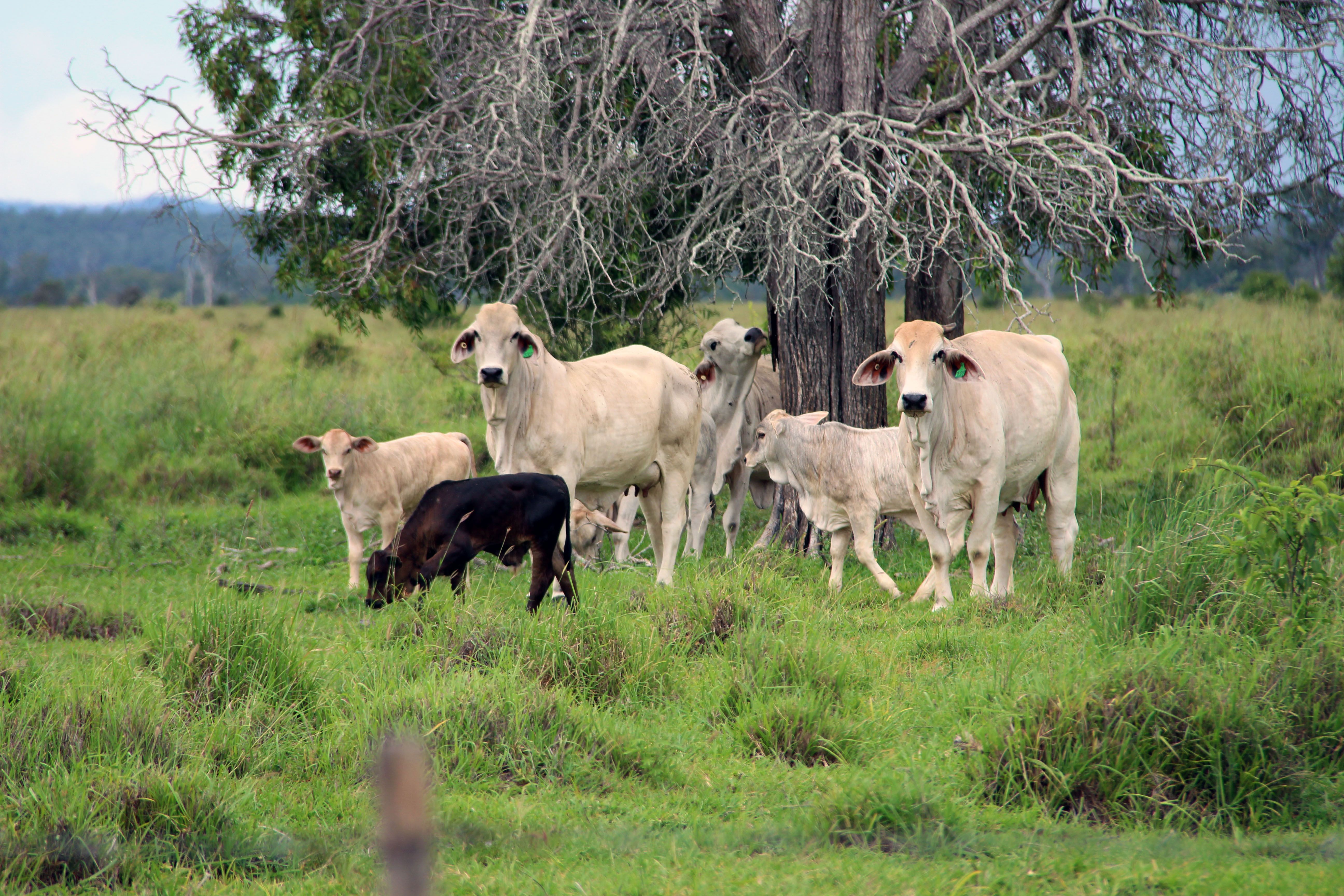 , Rockhampton, QLD Livestock for Sale • Ray White