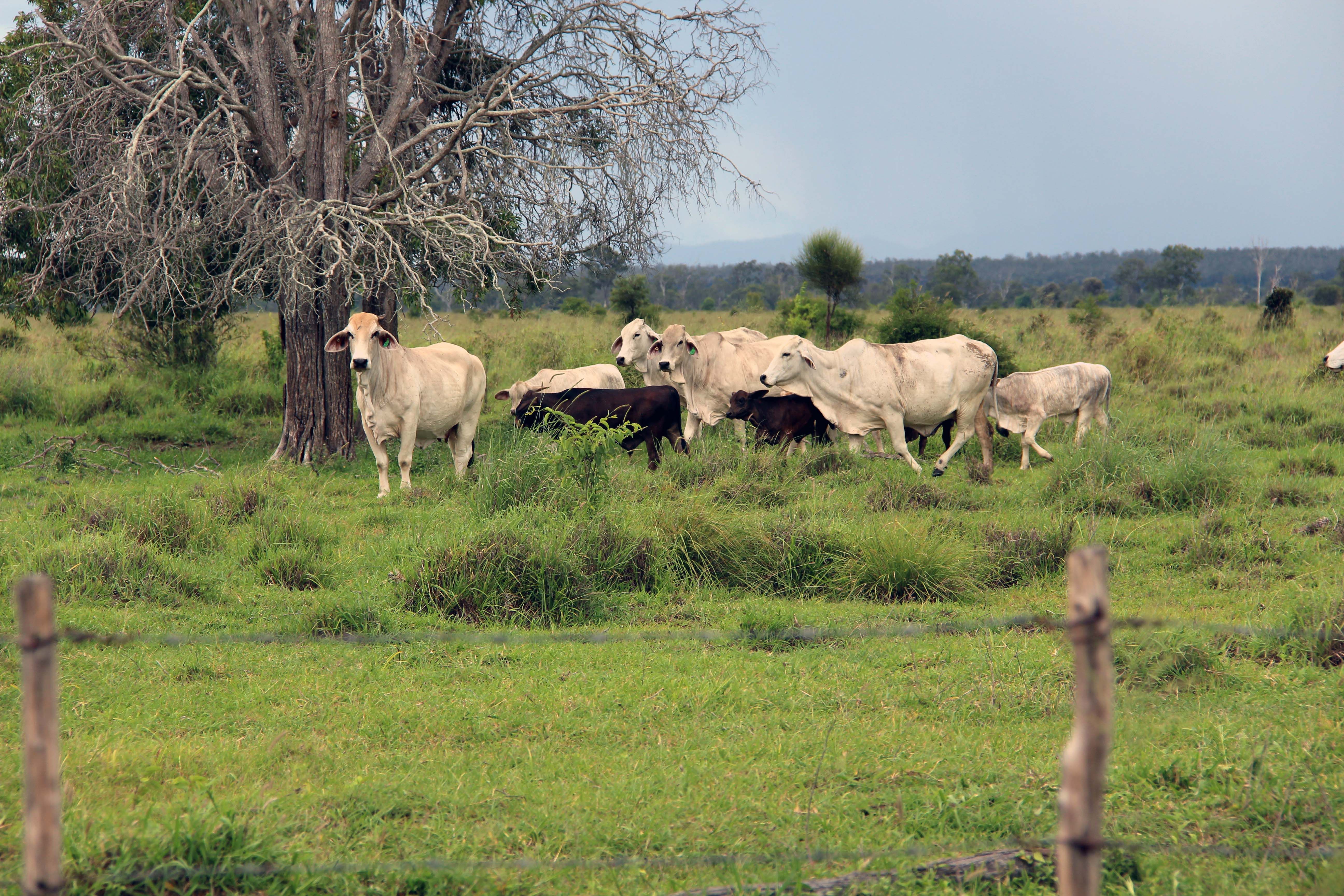 Rockhampton, QLD Livestock Cattle Sold