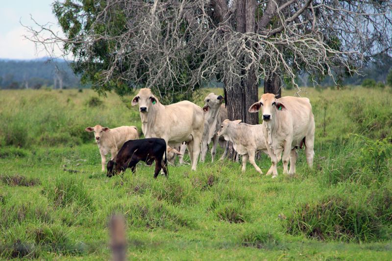 Rockhampton, QLD Livestock Cattle Sold