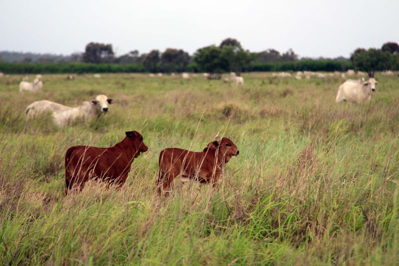 Rockhampton, QLD Livestock Cattle Sold