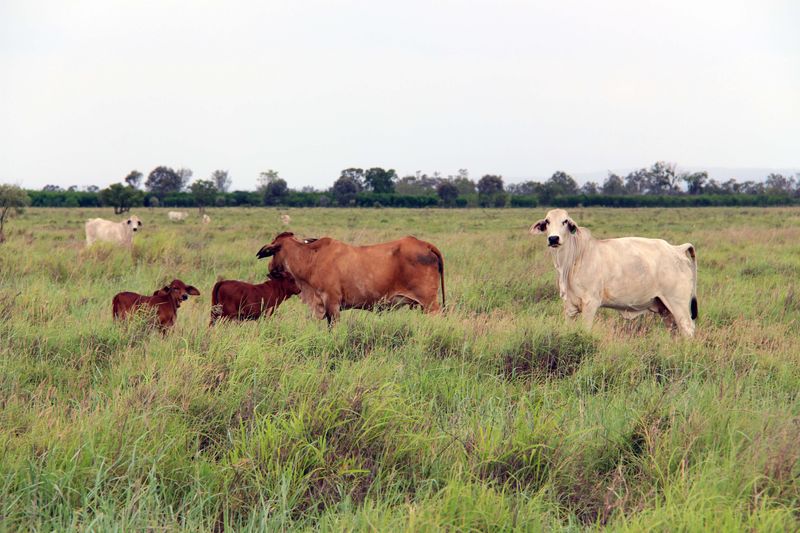 Rockhampton, QLD Livestock Cattle Sold