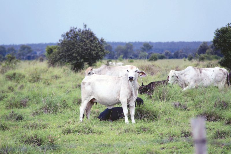 Rockhampton, QLD Livestock Cattle Sold