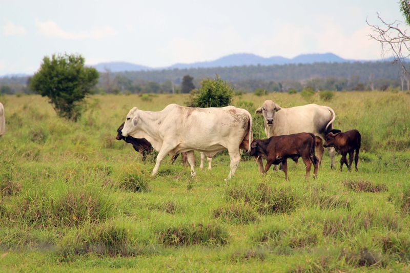 Rockhampton, QLD Livestock Cattle Sold