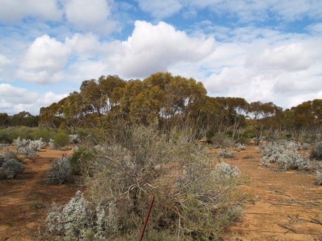 Sec 194 Promnitz Road, Morgan, SA 5320