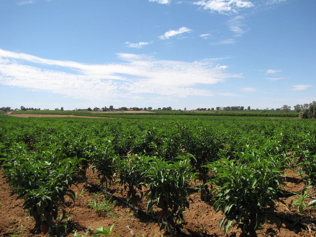 Lot 25 Hombsch Road, Cobdogla, SA 5346