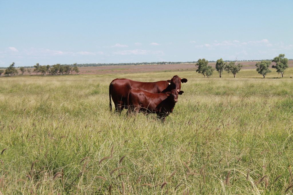 roma, qld 4455 - sold rural mixed farming property - ray