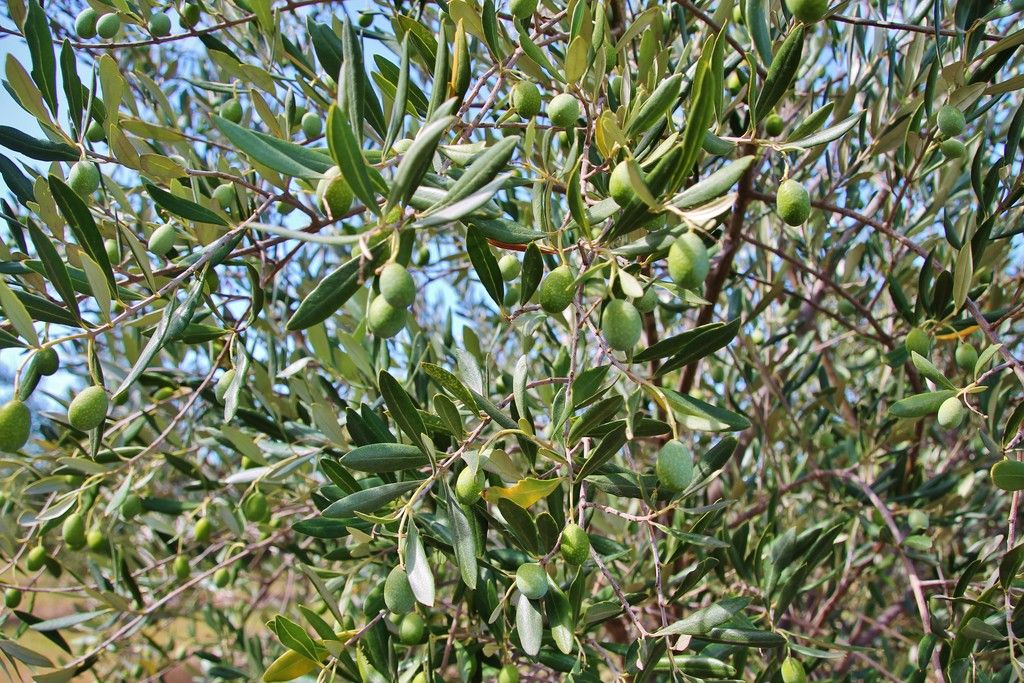 927 Monteagle Stock Route East, Monteagle via, Young, NSW 2594
