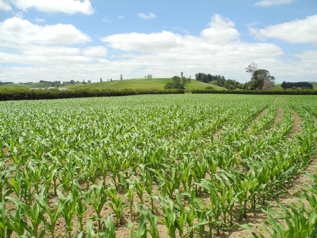 0 Lot A Scown Road, Otorohanga, Otorohanga District