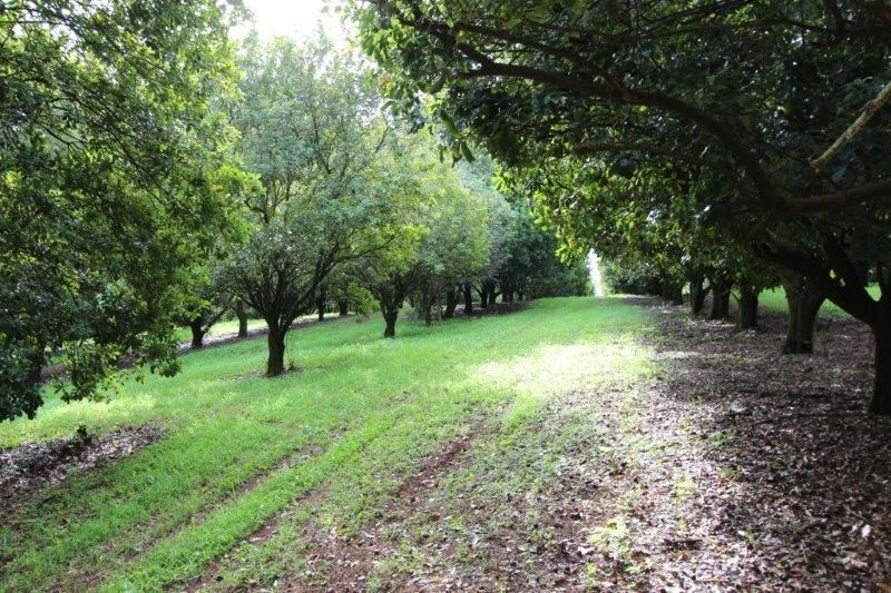 152 Missingham Road, Dorroughby, NSW 2480