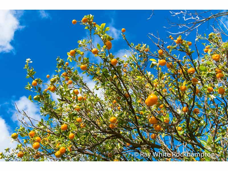170 Black Creek Road, Nerimbera, QLD 4701