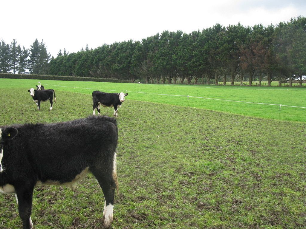 17 Walsh Road, Whatawhata, Waikato District