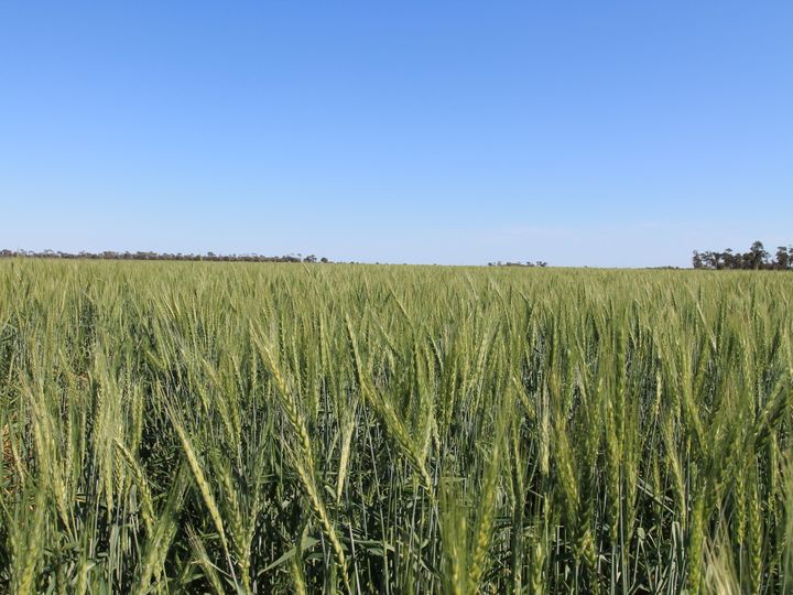 Rural Livestock Property 4089 Roma-Condamine Road
