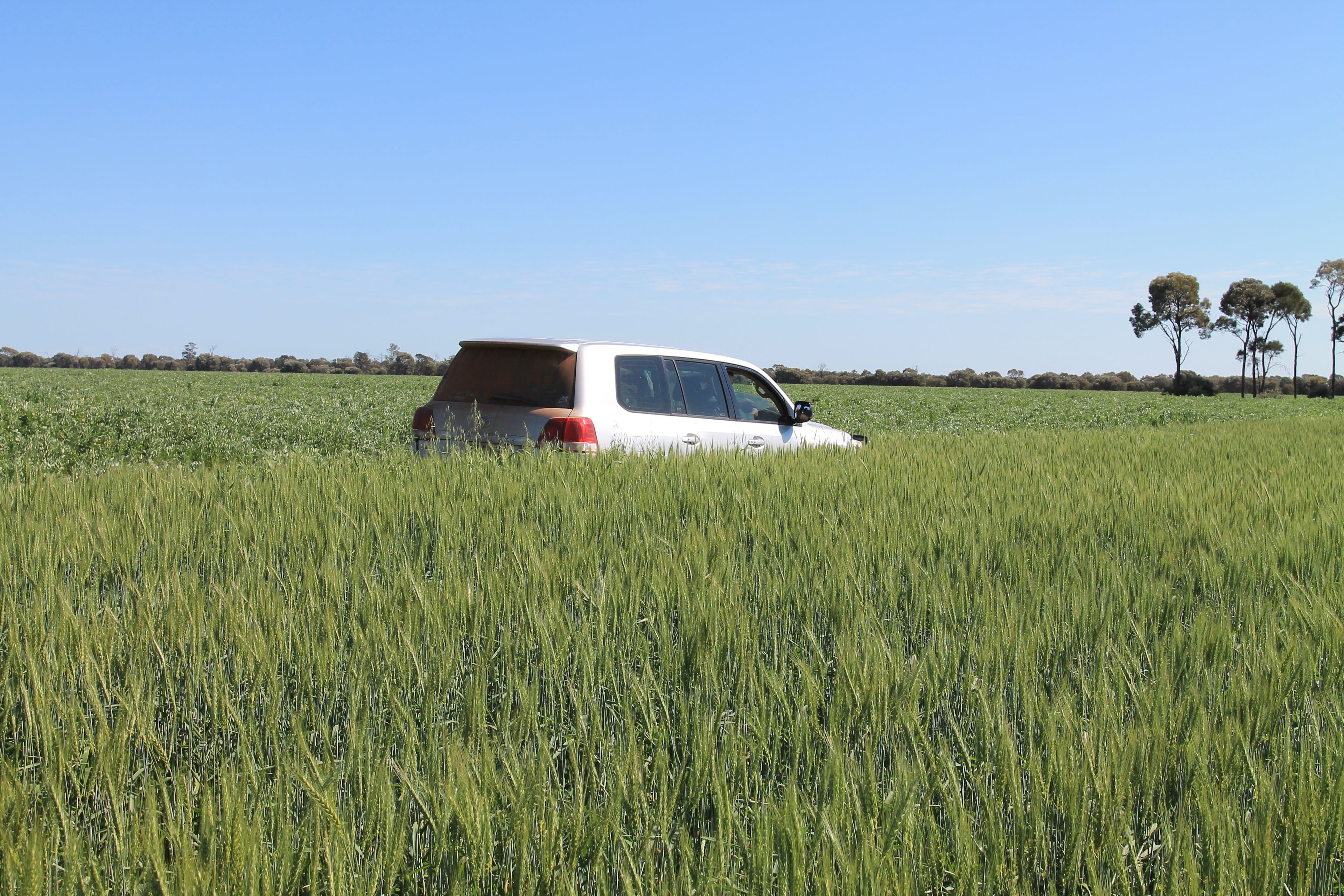 4089 roma-condamine road, condamine, qld 4416 - sold rural