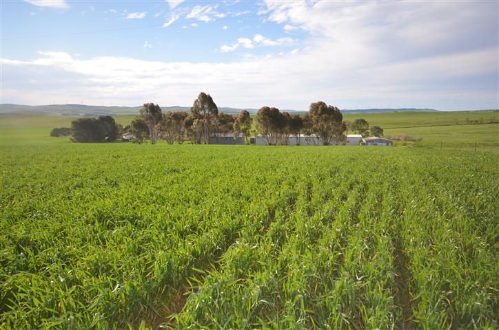 1197 Petherton Road, Booborowie, SA 5417