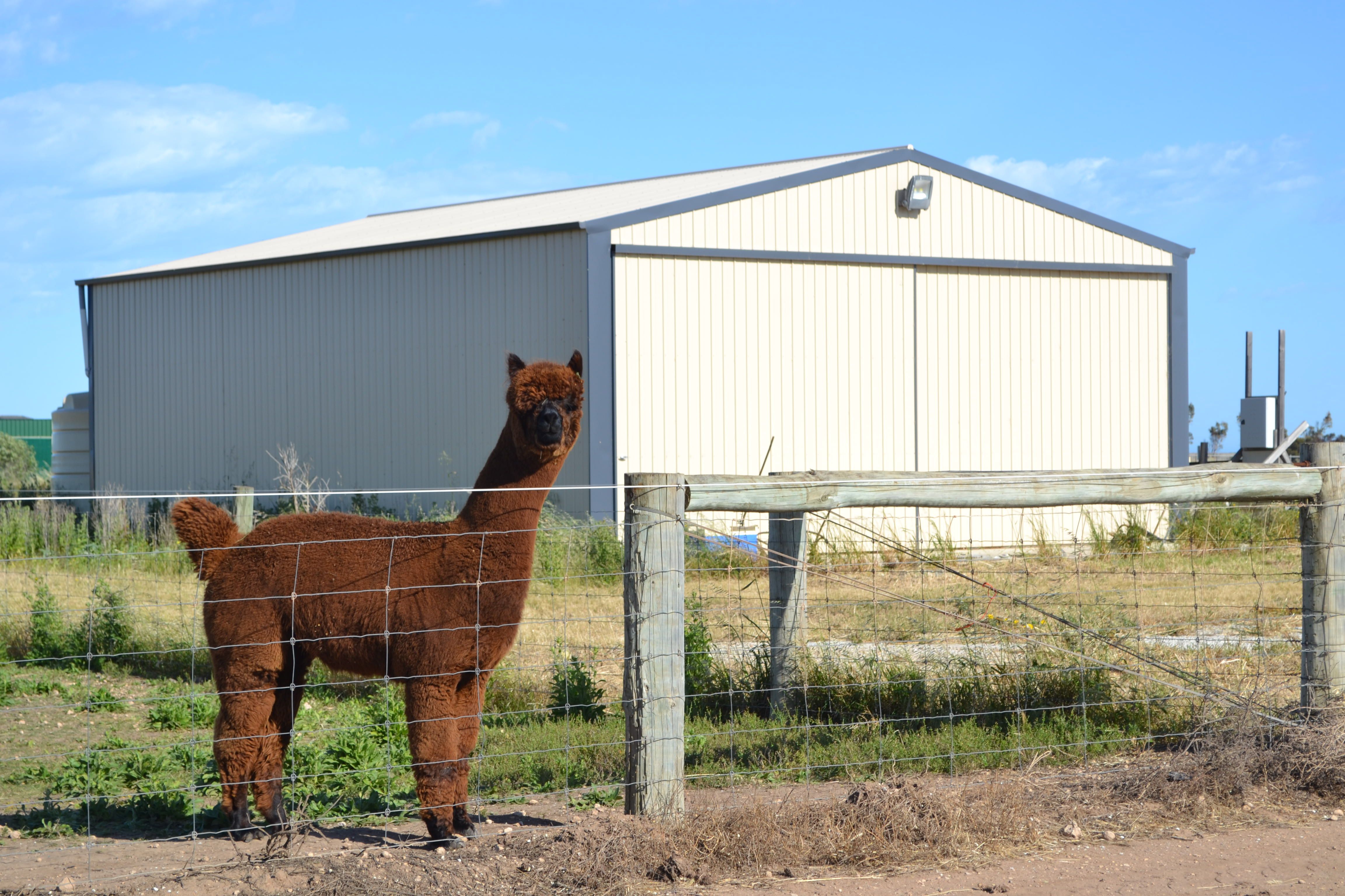 Lot 51 Investigator Road, Port Victoria, SA 5573