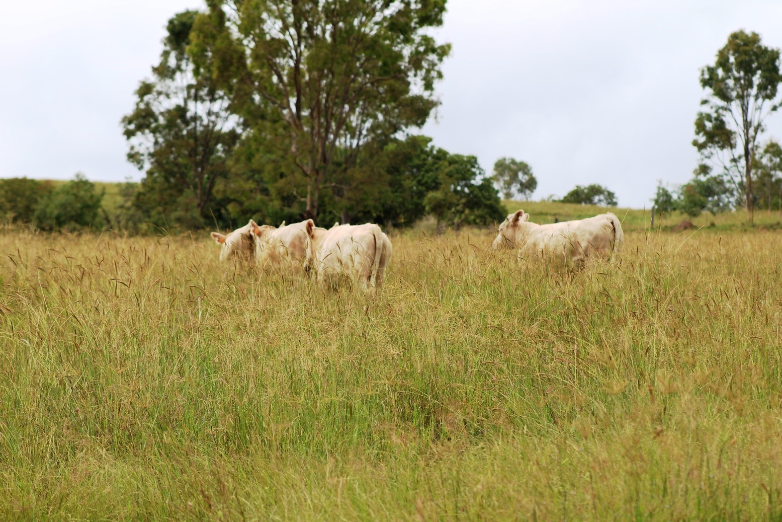 1169 Cooeeimbardi Road, Fulham, QLD 4313