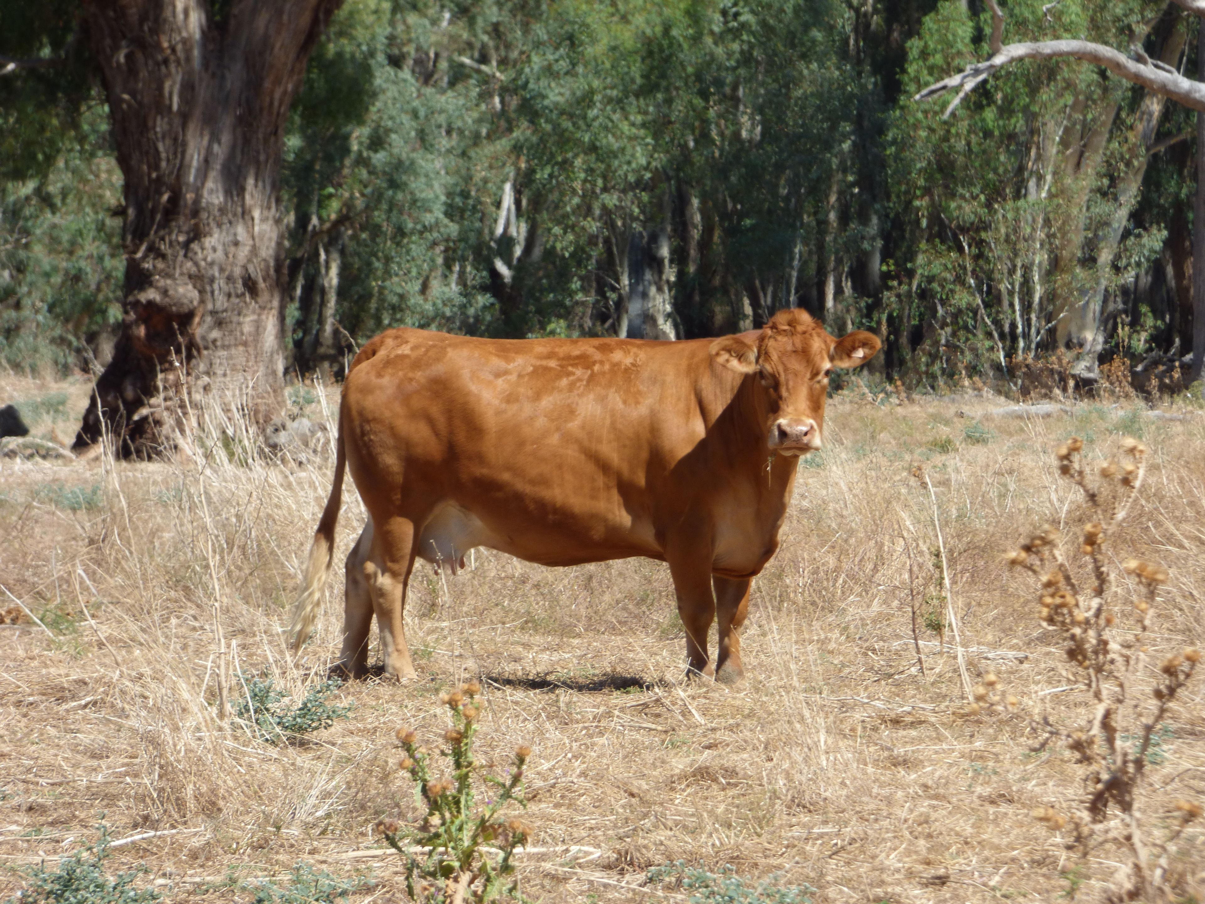 Forbes, NSW 2871
