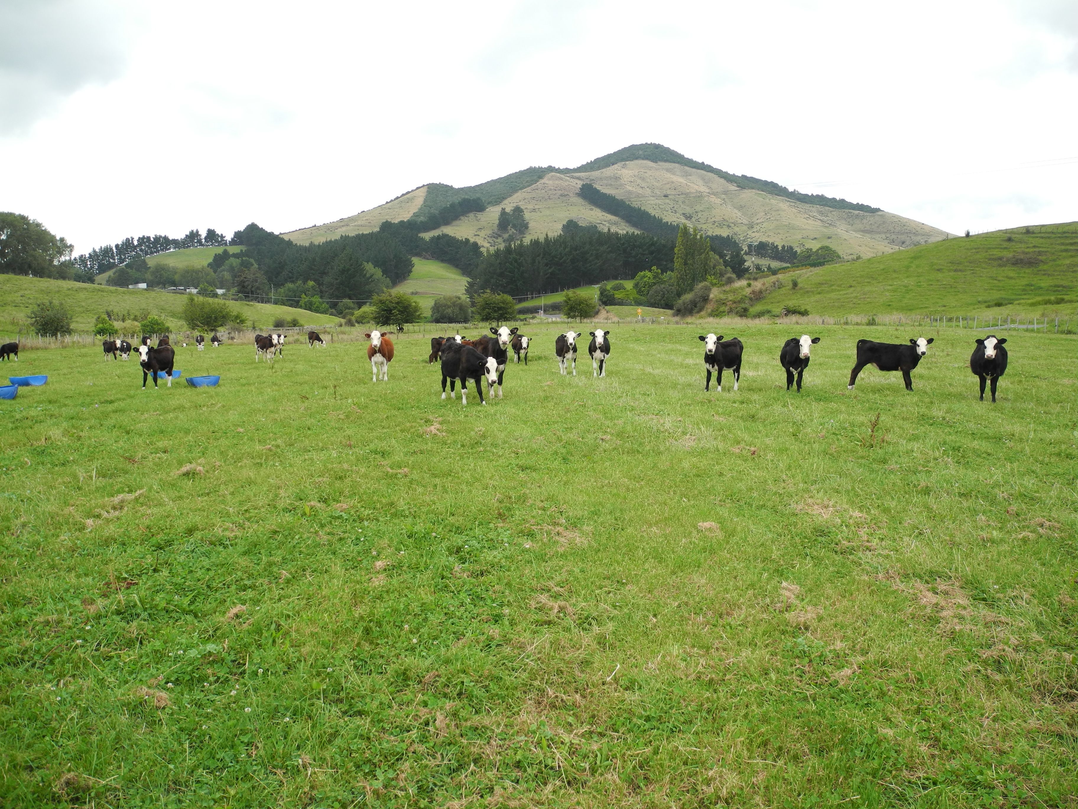 Lot 8 Pokuru Factory Road, Te Awamutu, Waipa District