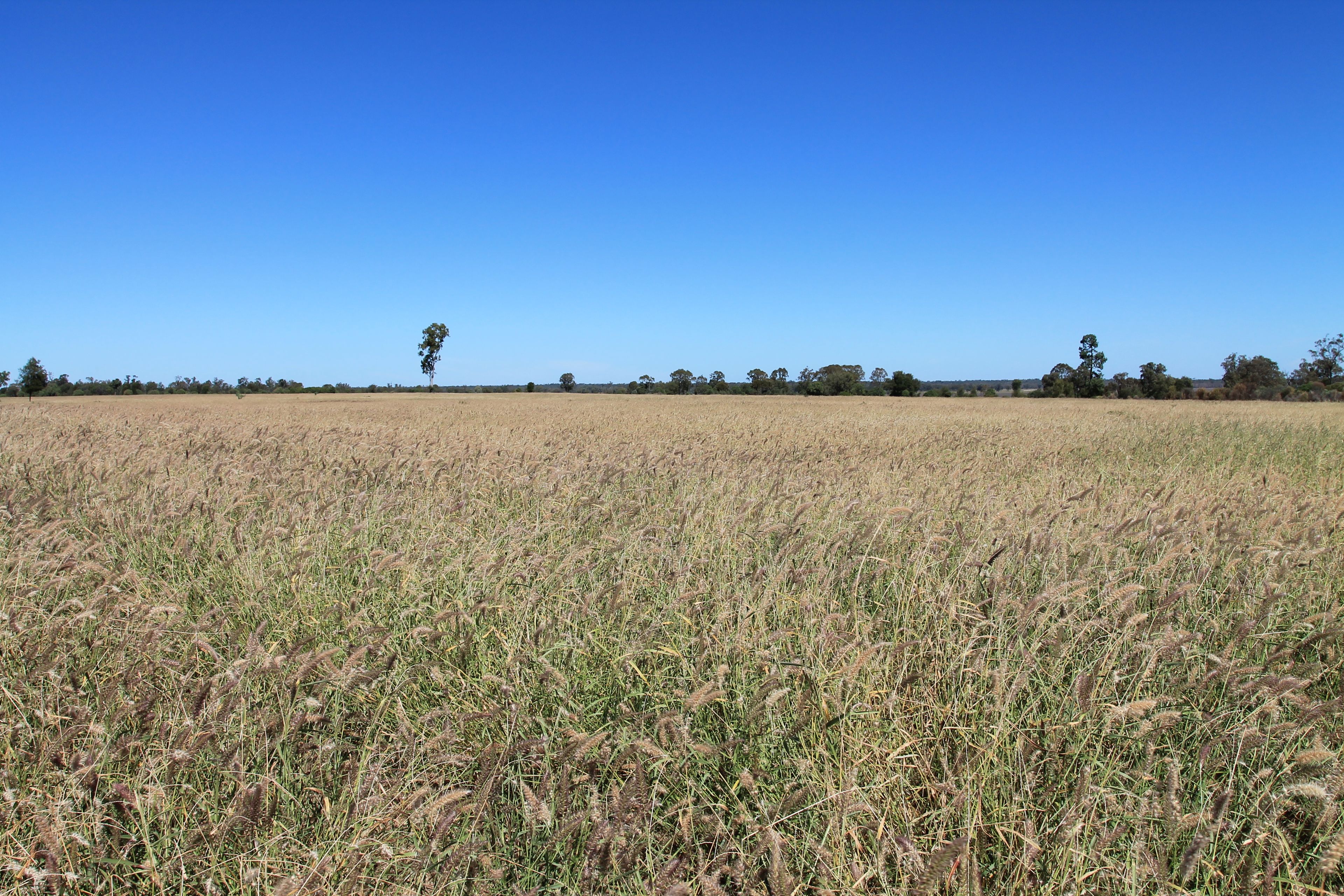 3054 Kyilla Road, QLD 4423 Sold Rural Mixed Farming
