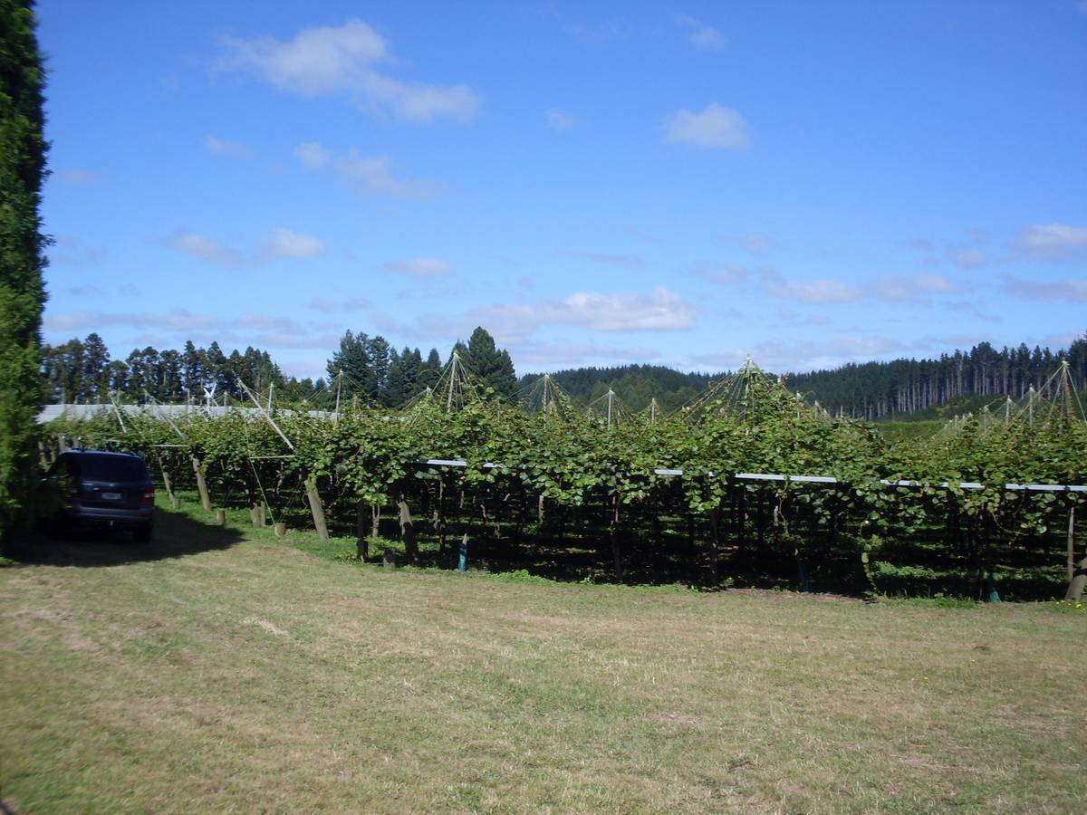 744 Maungarangi Road, Te Puke, Western Bay Of Plenty District Real