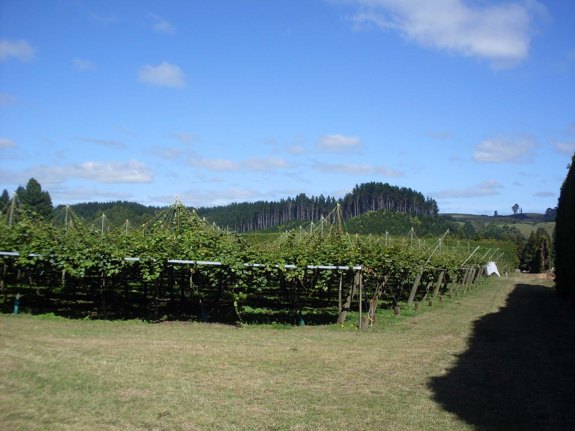 744 Maungarangi Road, Te Puke, Western Bay Of Plenty District Real