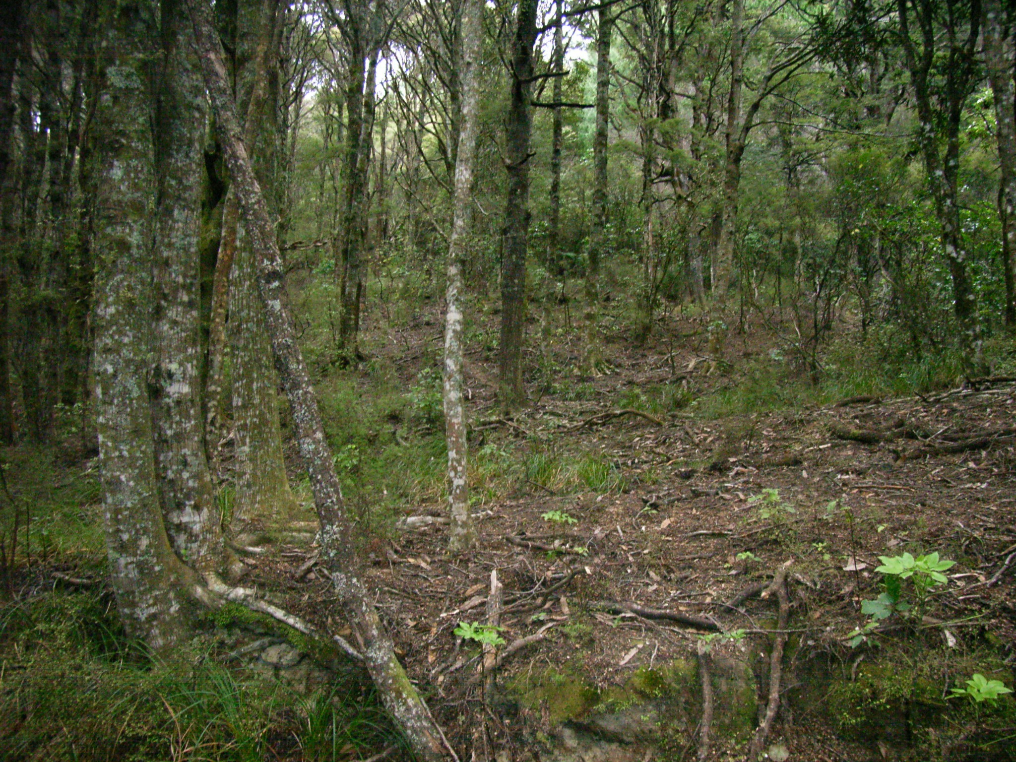 Lot 21 Tinui Valley Road, Tinui, Masterton District