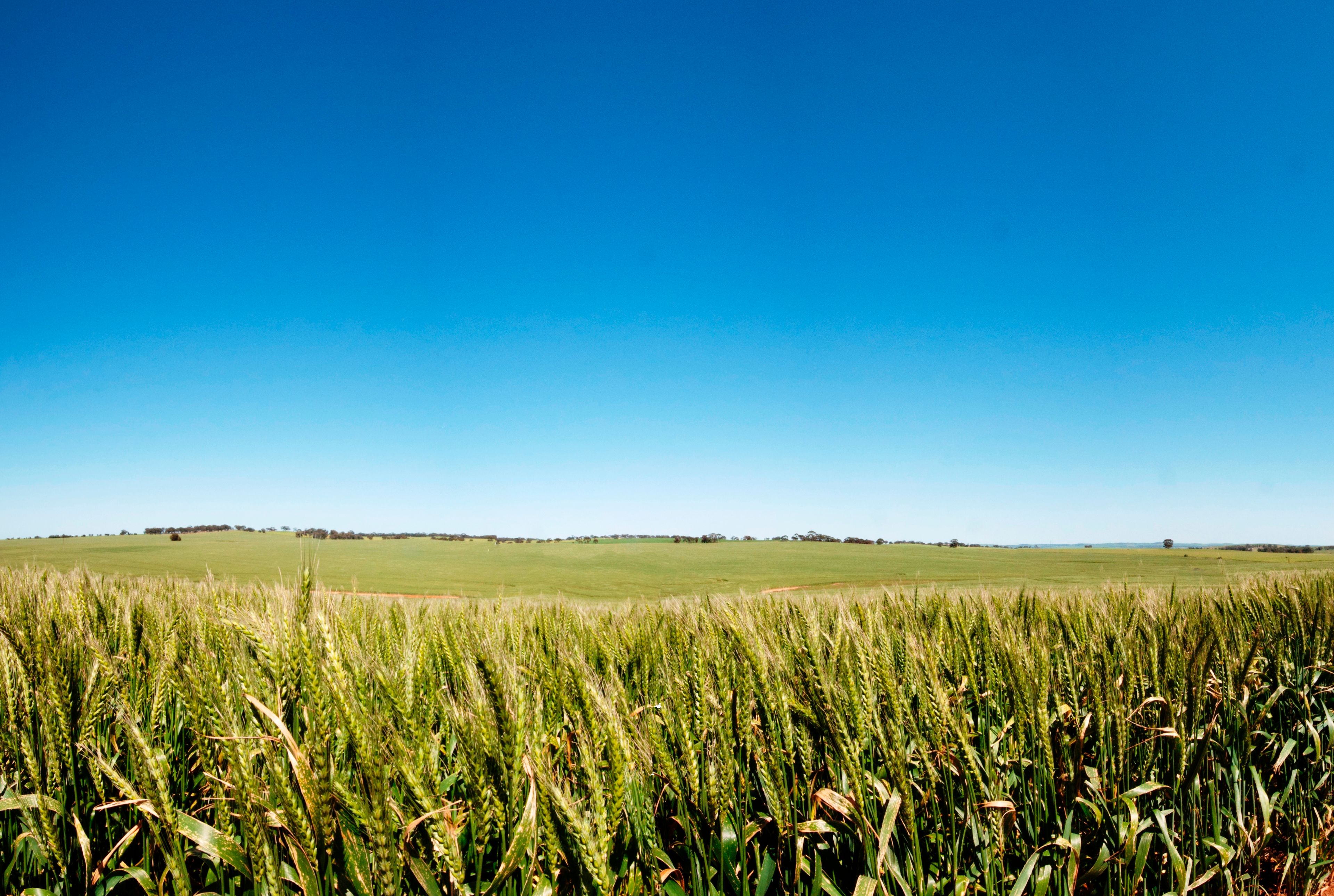 Main Road 45, WATERLOO, SA 5413