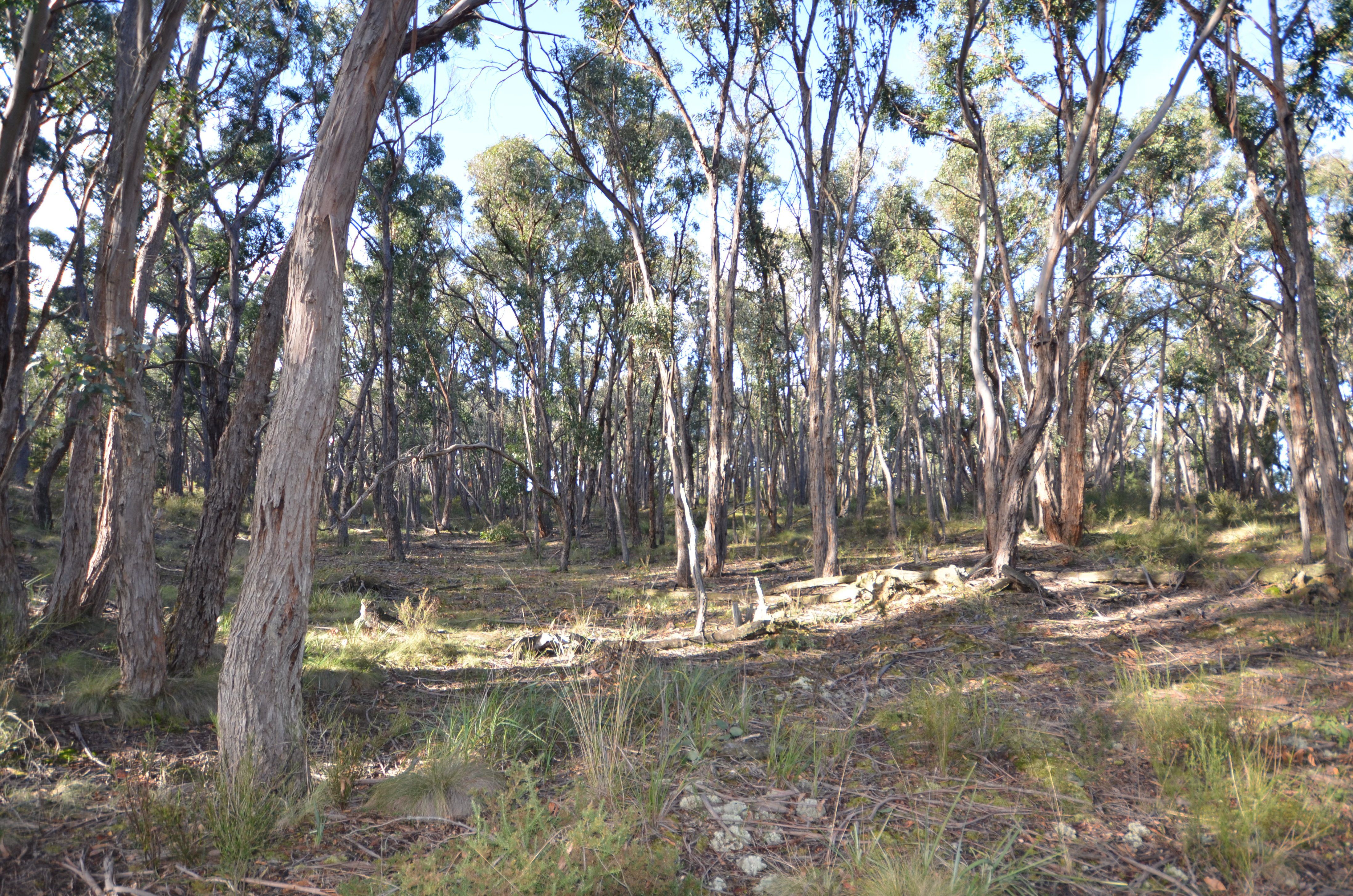 Lot 11 Woodland Drive, Scarsdale, VIC 3351