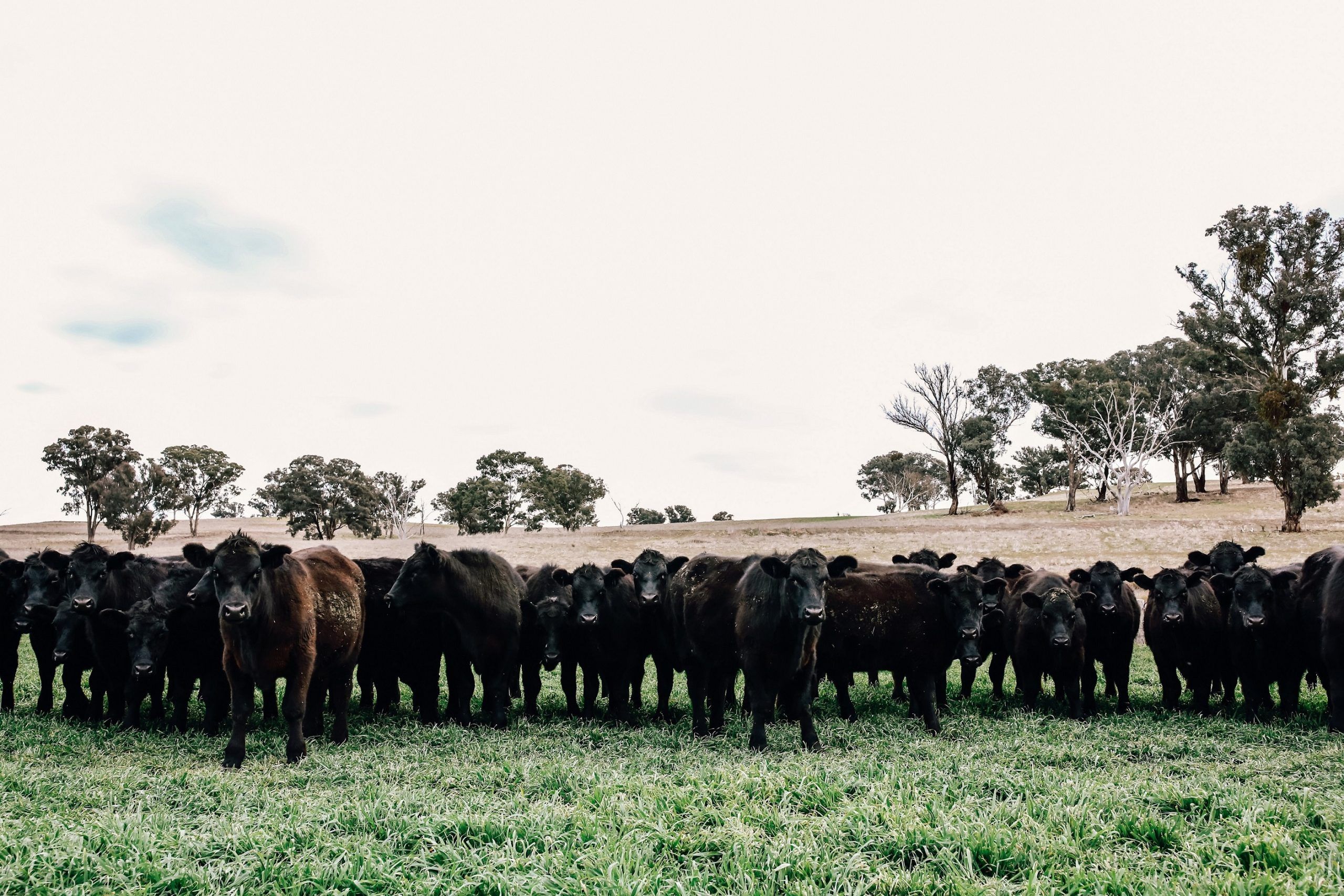 Livestock Forms & Links Ray White Tamworth