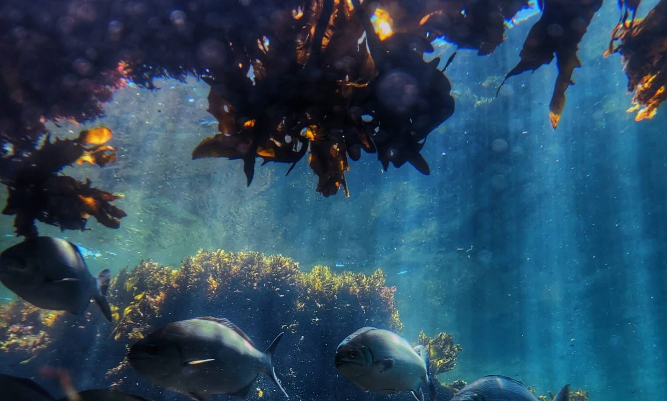 A Local’s Guide to Mettams Pool: History, Culture and Underwater ...