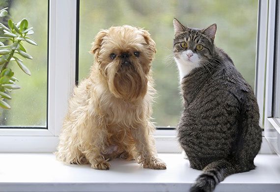 Pets and Apartments How to make it work News Ray White Paddington (Qld)