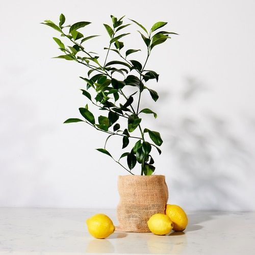 How to Plant Citrus Trees News Ray White Berry