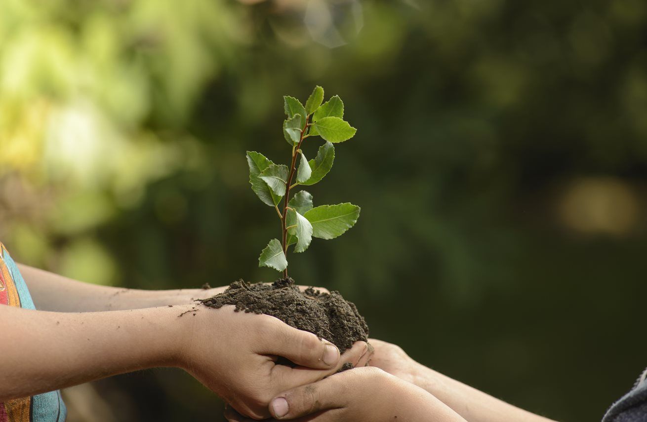 NATIONAL PLANT A TREE DAY 2019 News Ray White Frankston