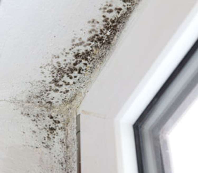 How Household Mould Affects Your Health What You Can Do About It Exposure To Harmful Agents Inside The Home Can Have Profound Effects On Our Health After All We Spend An Average Of 16 Hours A Day At And Even More