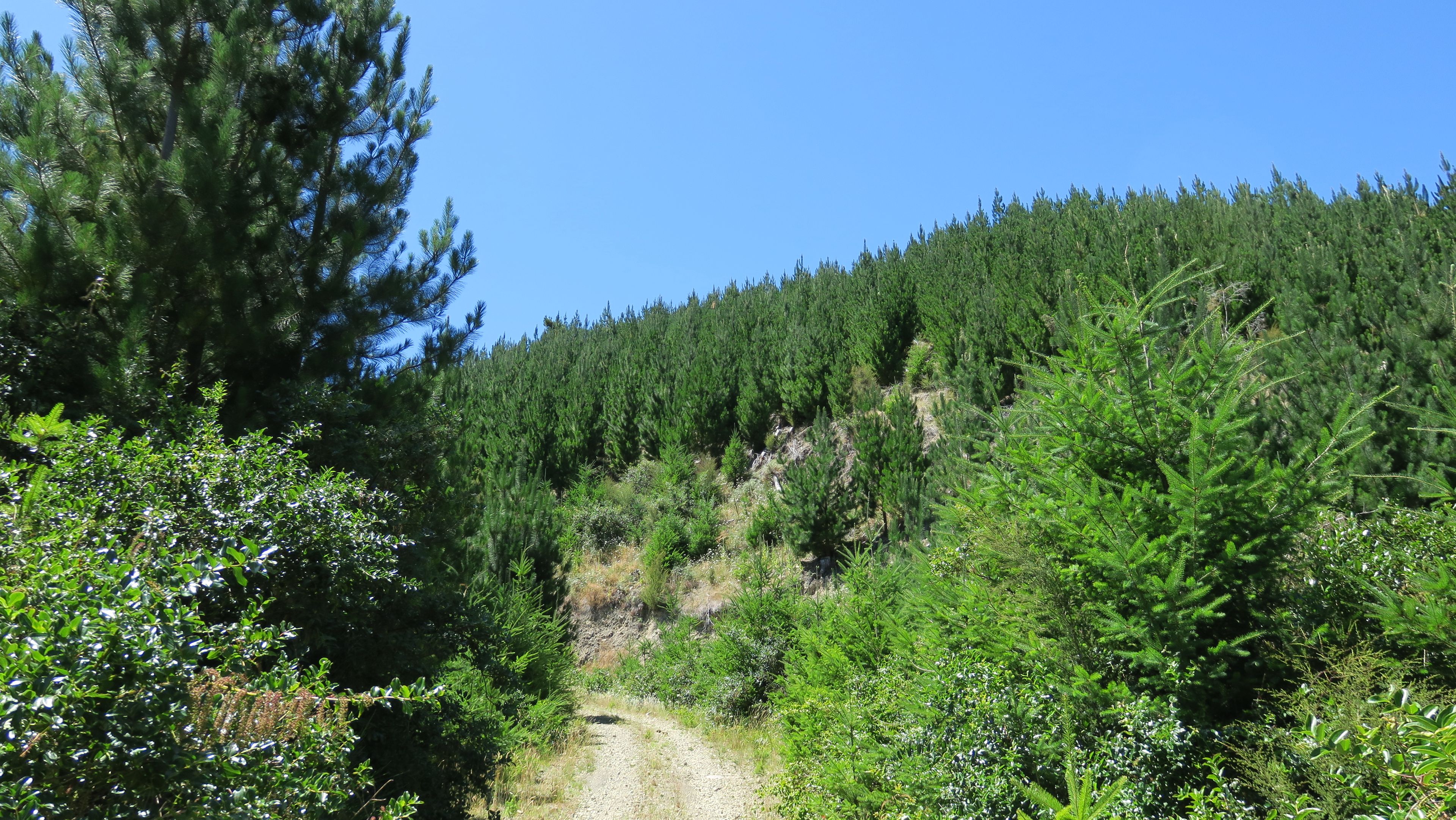 6555 State Highway 63, Wairau Valley, Marlborough District 7271 Rural