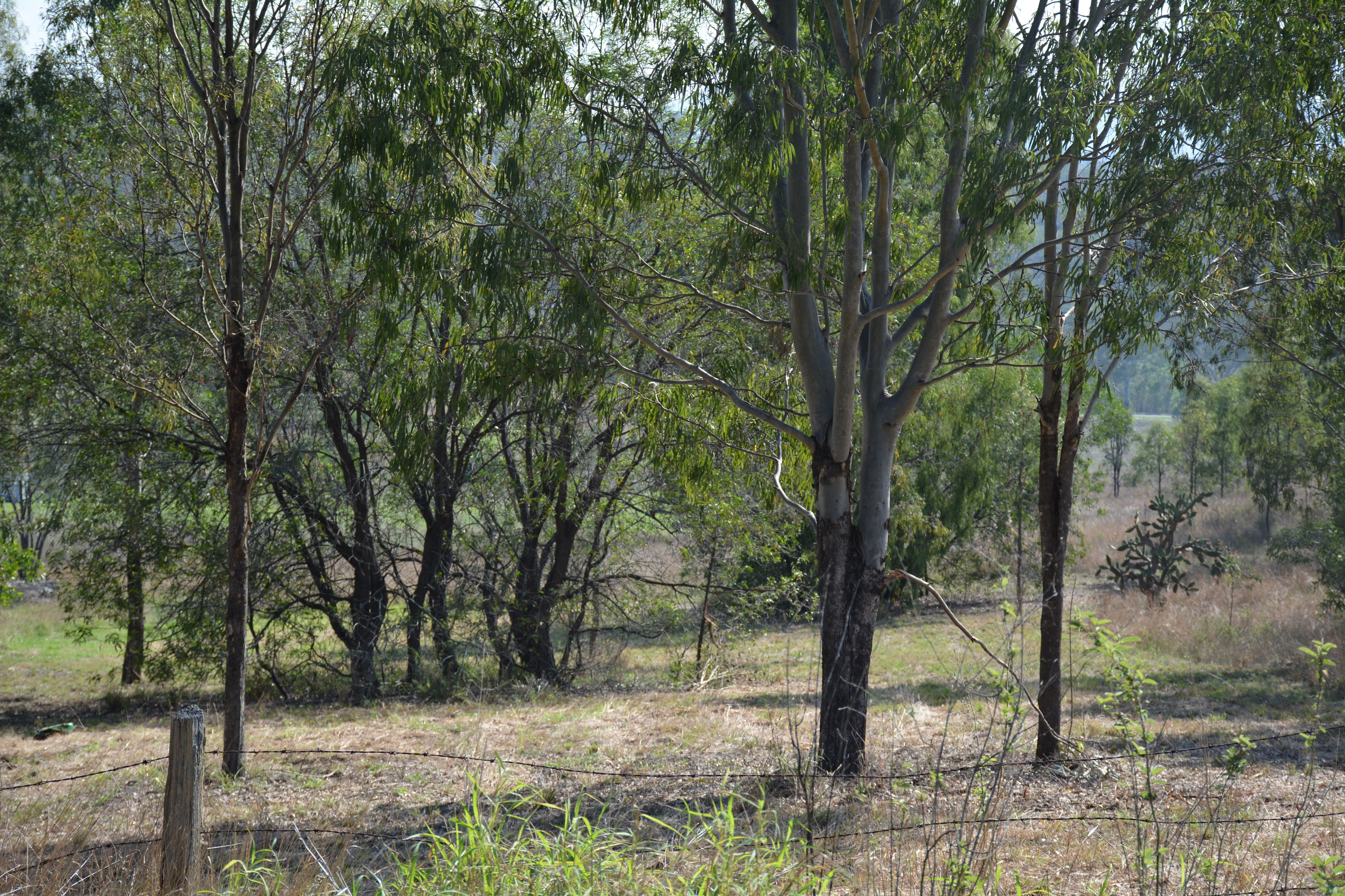 Lot 9 Long Street, MOUNT PERRY, QLD 4671 Land for Sale Ray White