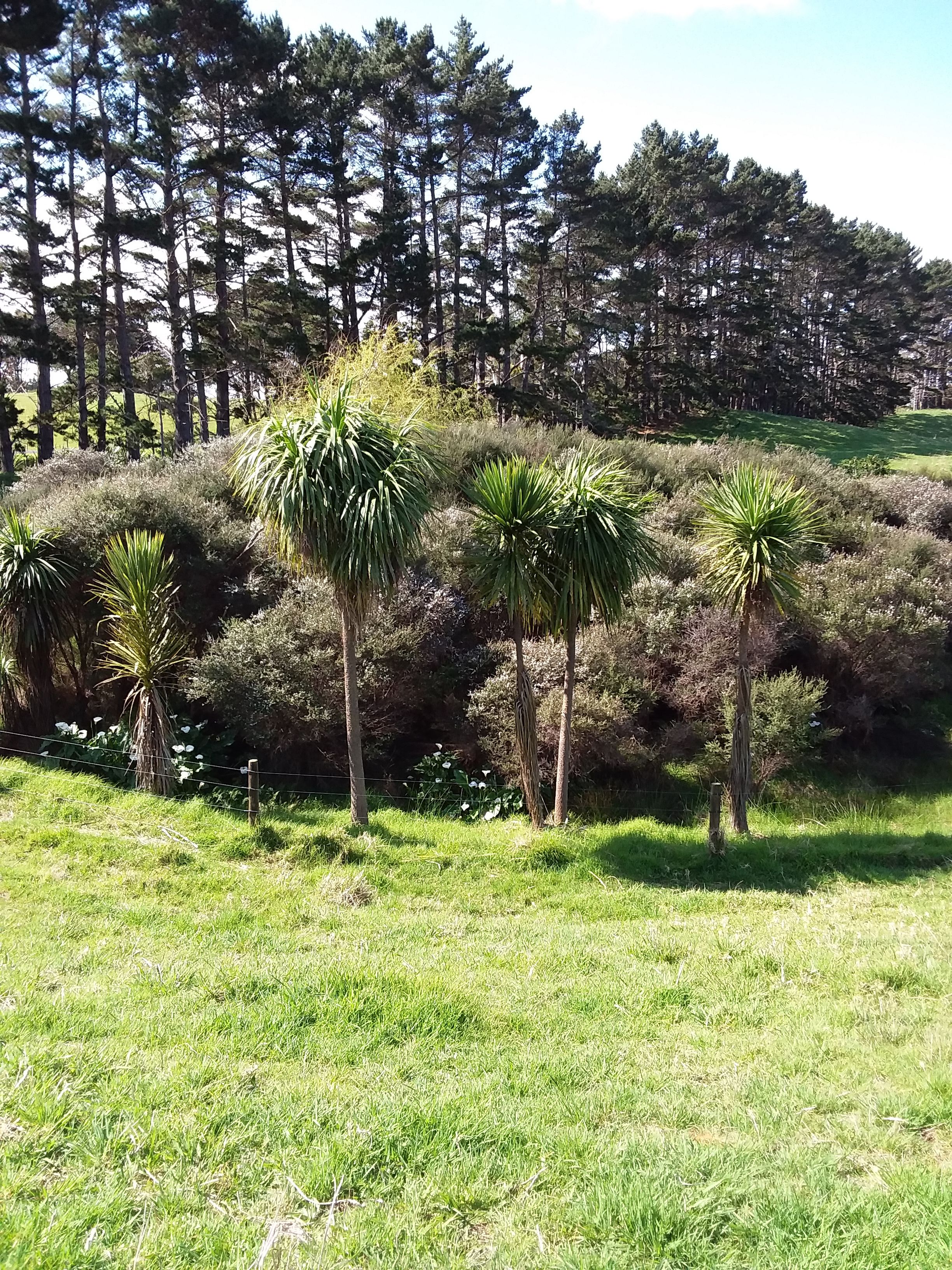 35 Awhitu Central Road, Awhitu, Franklin