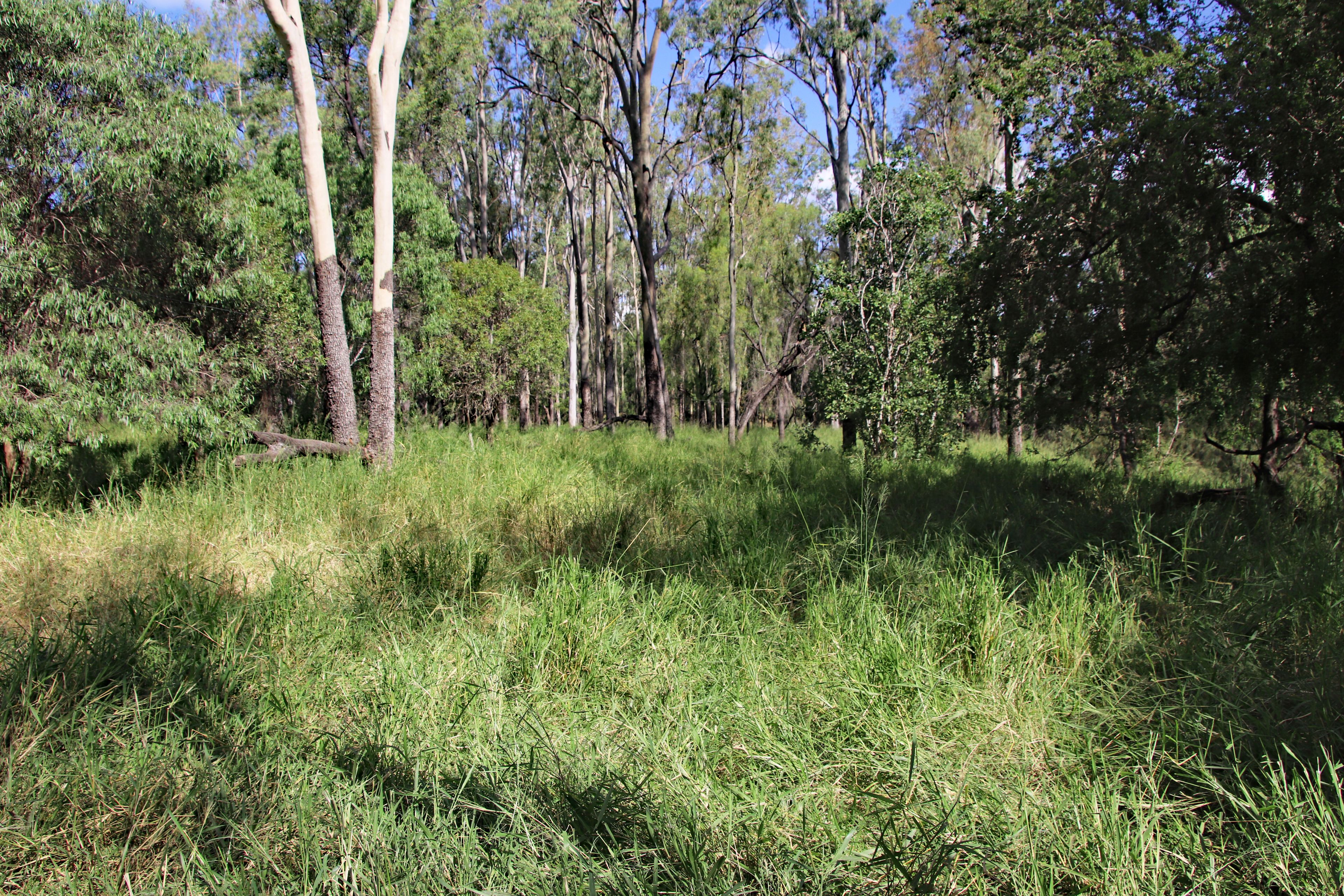 Camboon, QLD 4719 Rural Property for Sale Ray White Biloela