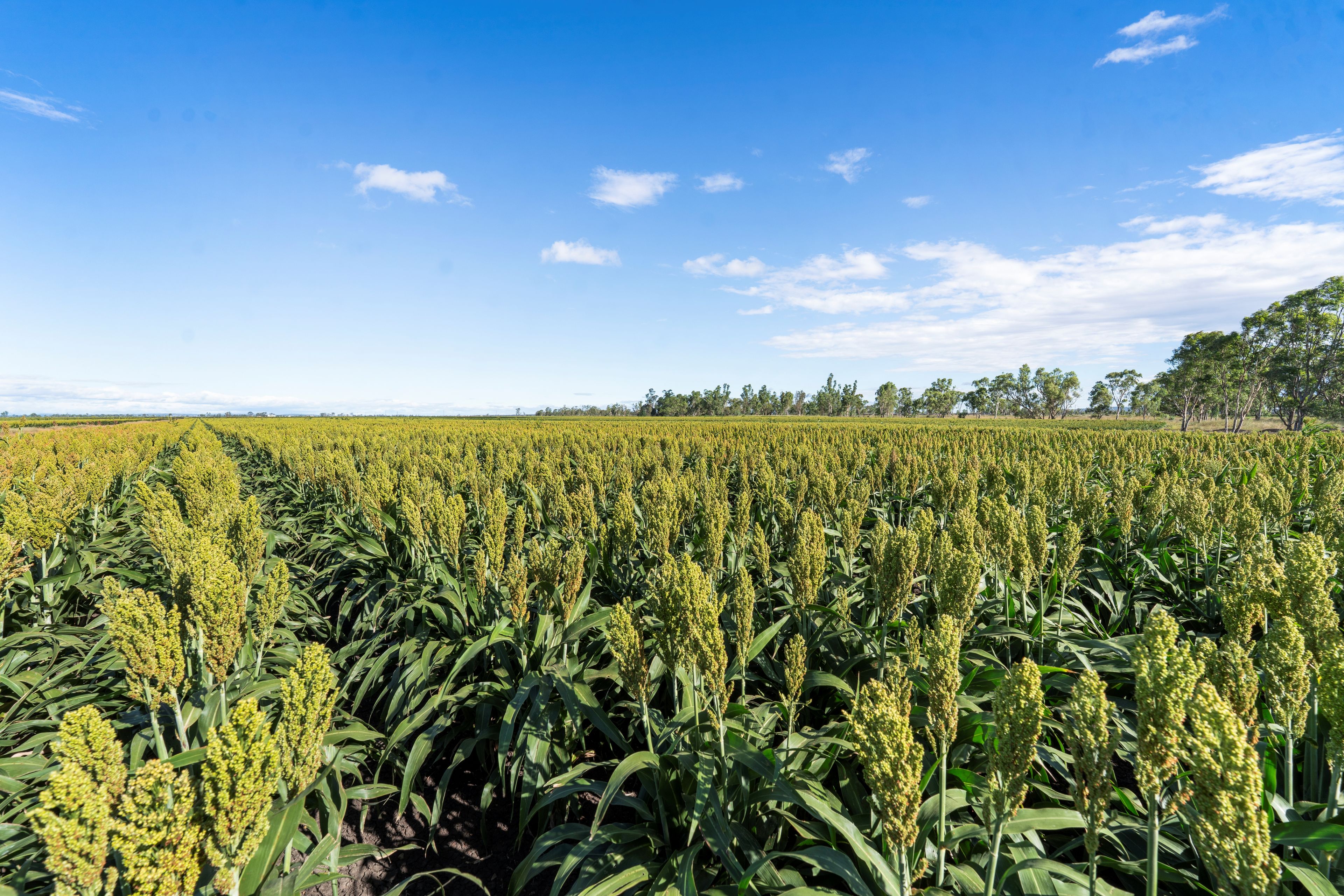 1989 Millmerran Leyburn Road, Tummaville, QLD 4352