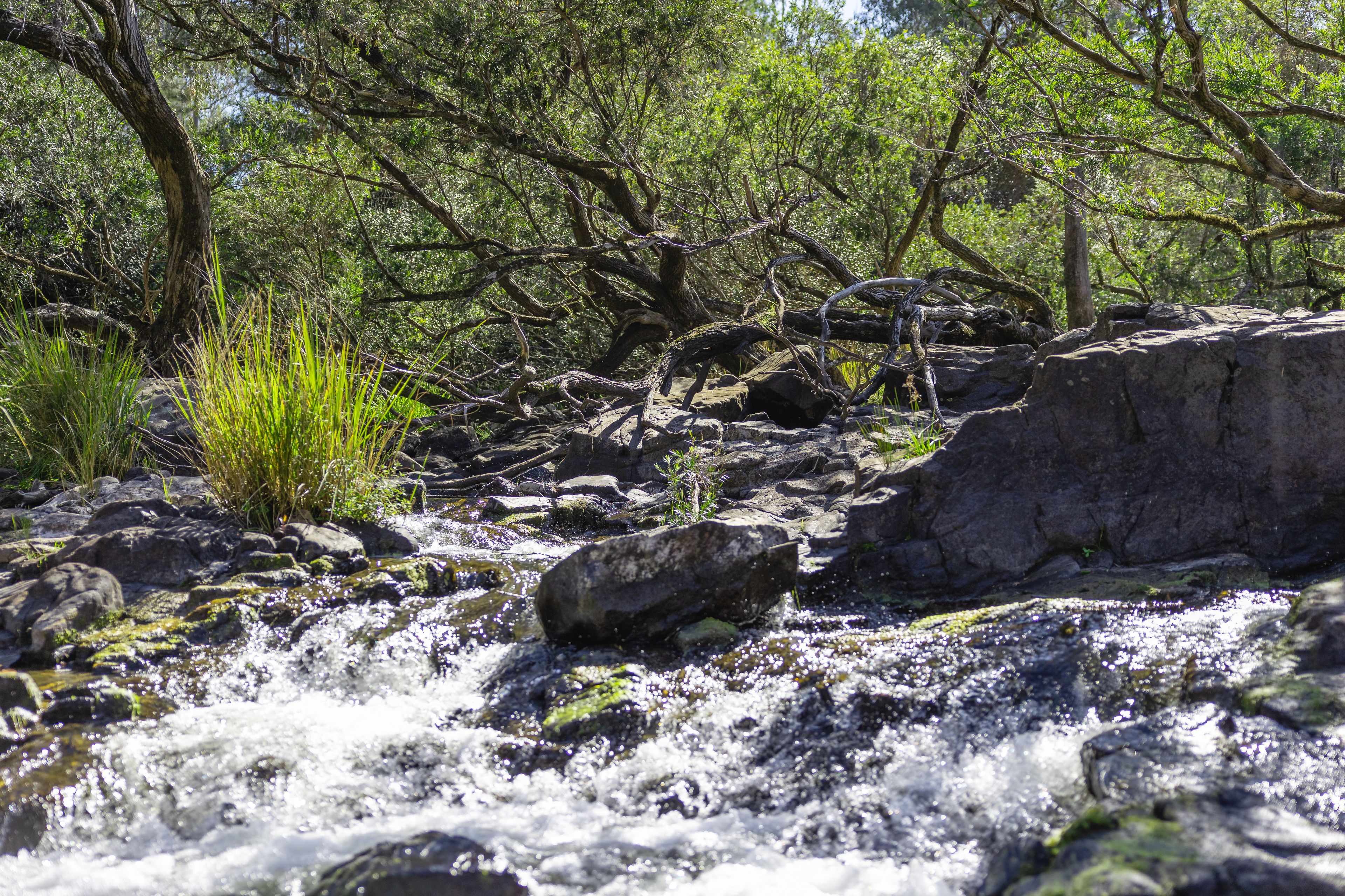 Lot 201 Paddys Flat Road, Tooloom, NSW 2475