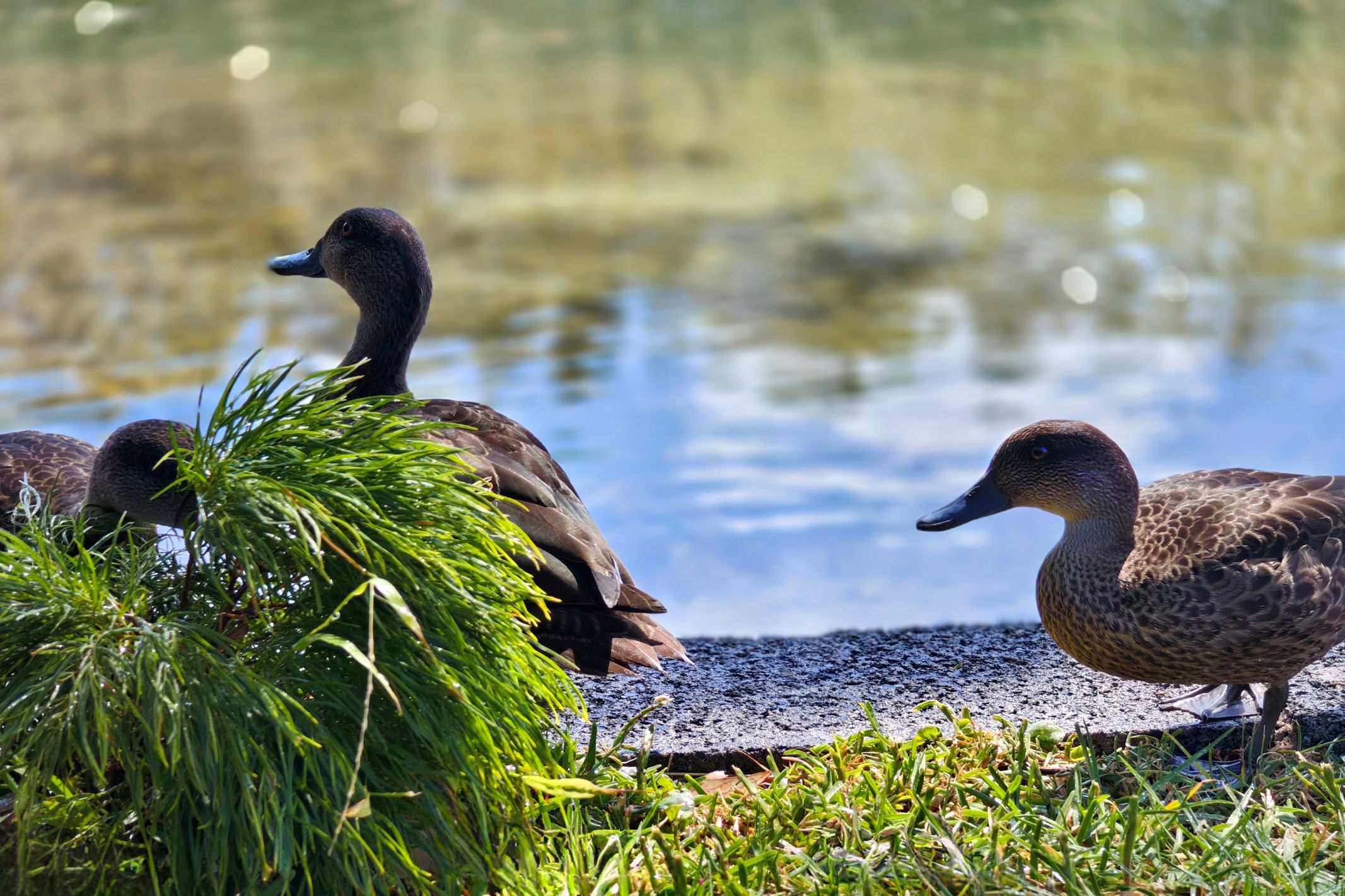 77 Walton Way, Currarong, NSW
