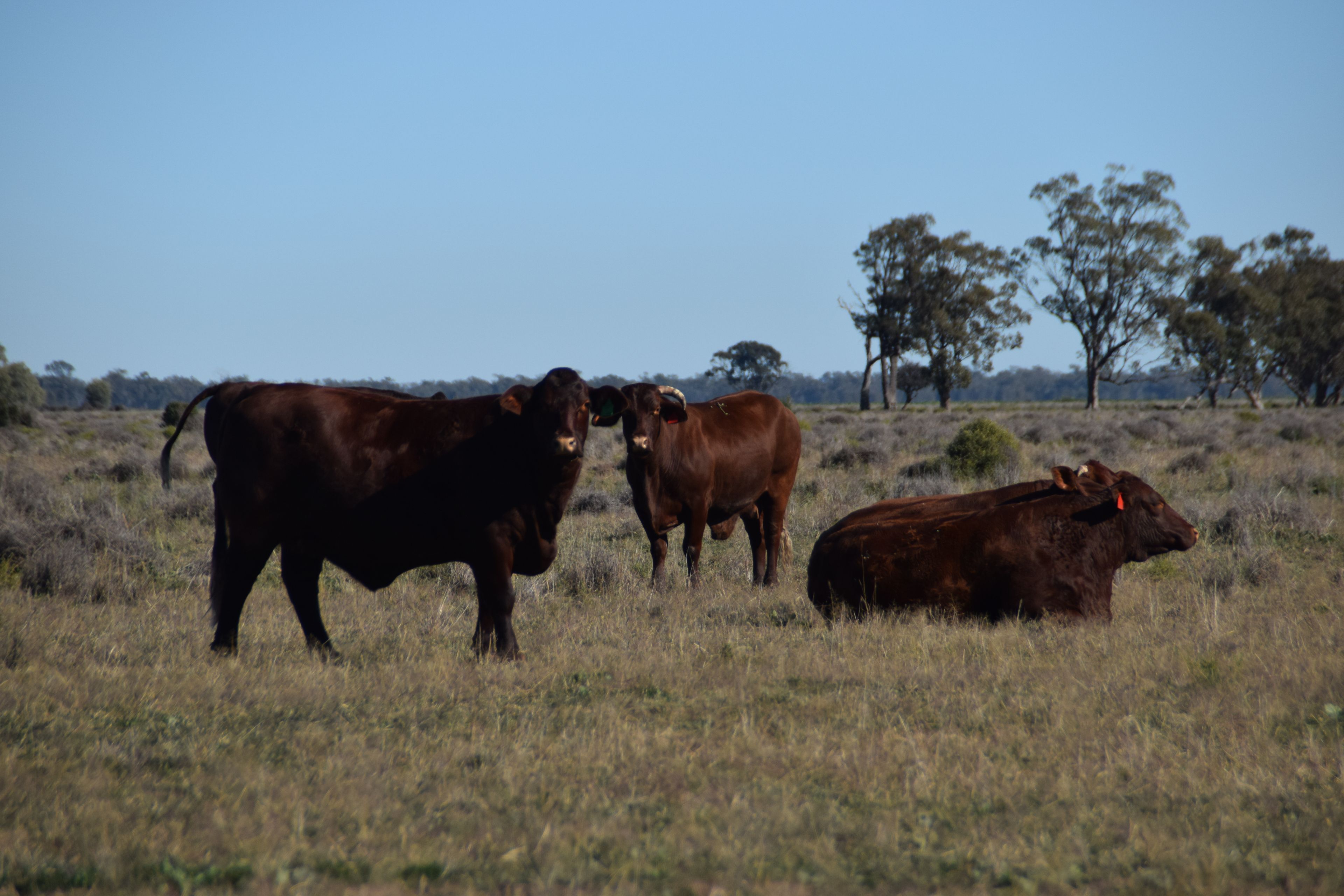 'Moombana Farm' 5714 Oxley Highway, Collie, NSW 2827 Rural Mixed