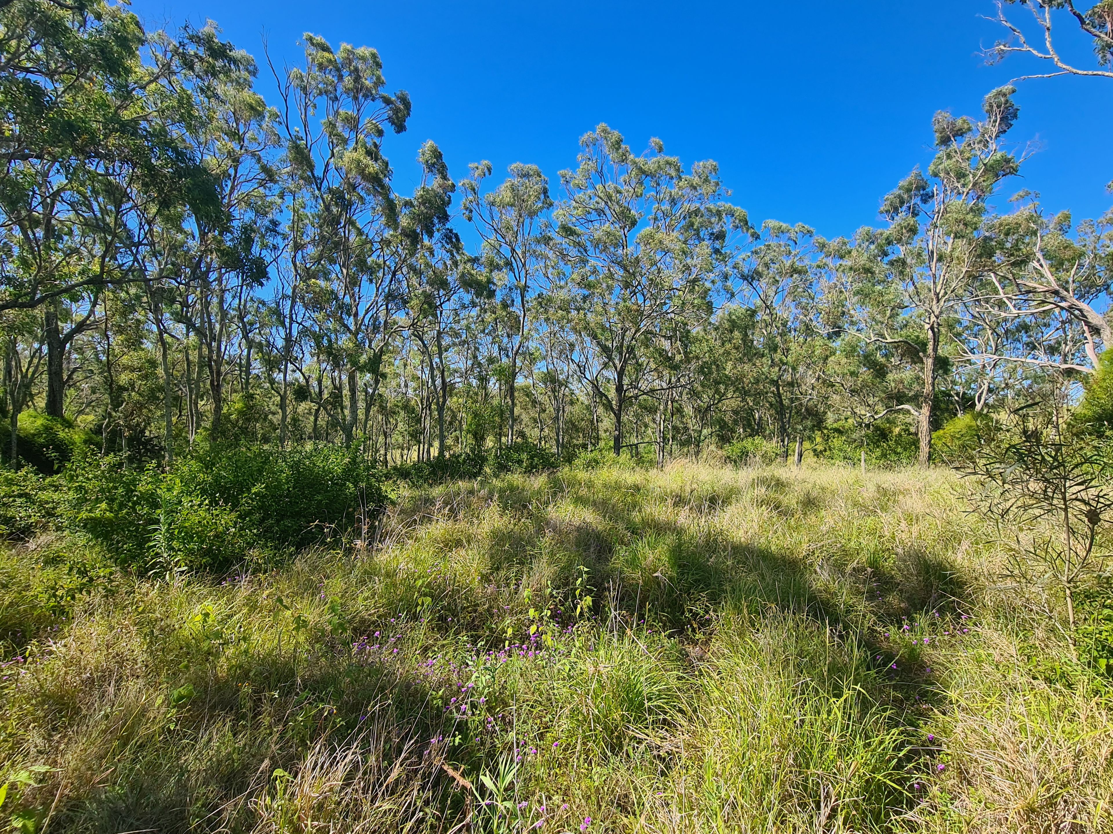 Lot 16 Garrett Street, Haden, QLD 4353 Sold Land Ray White Rural