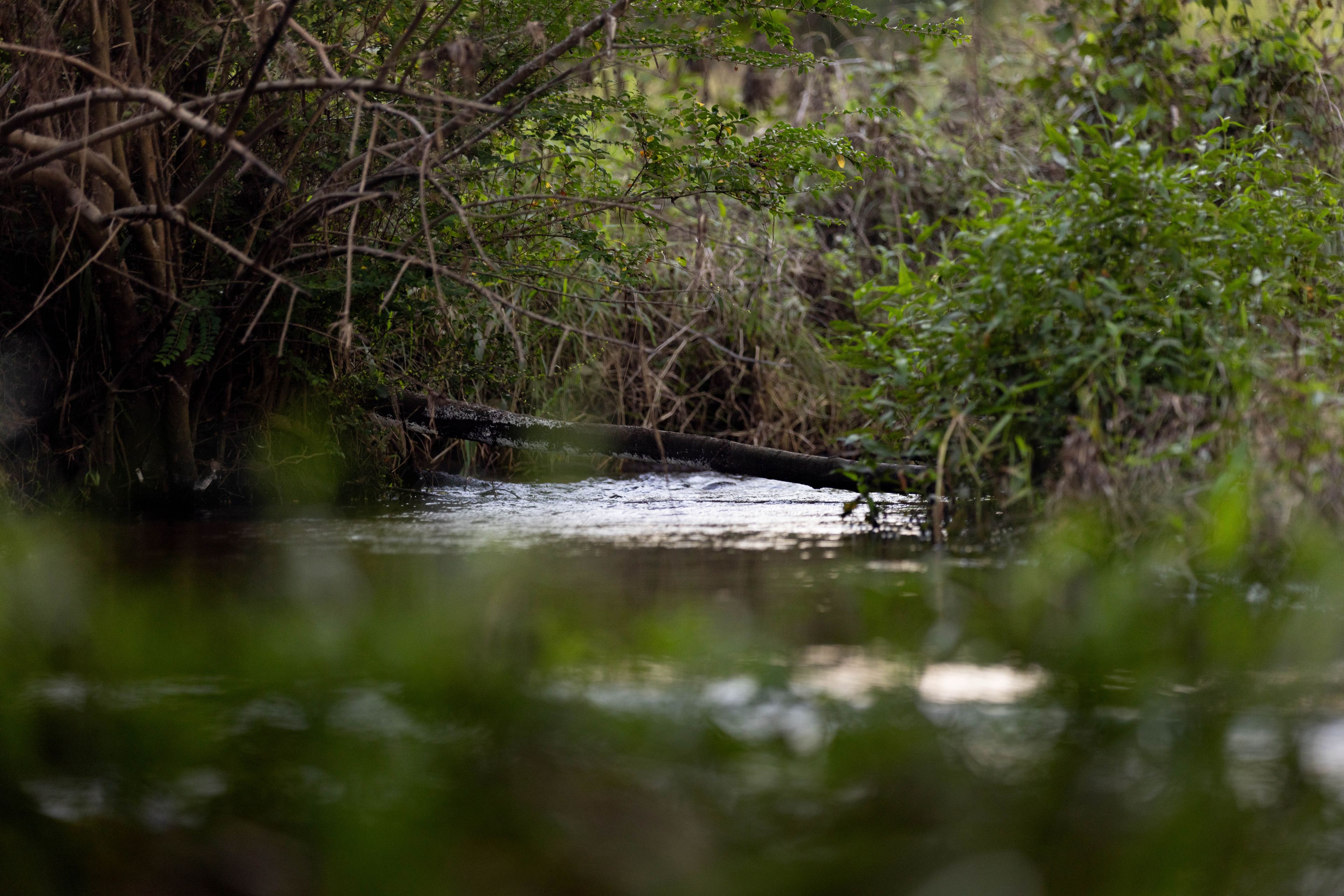 "Riverdance" 2138 Maleny - Kenilworth Road — photo 4 of 30