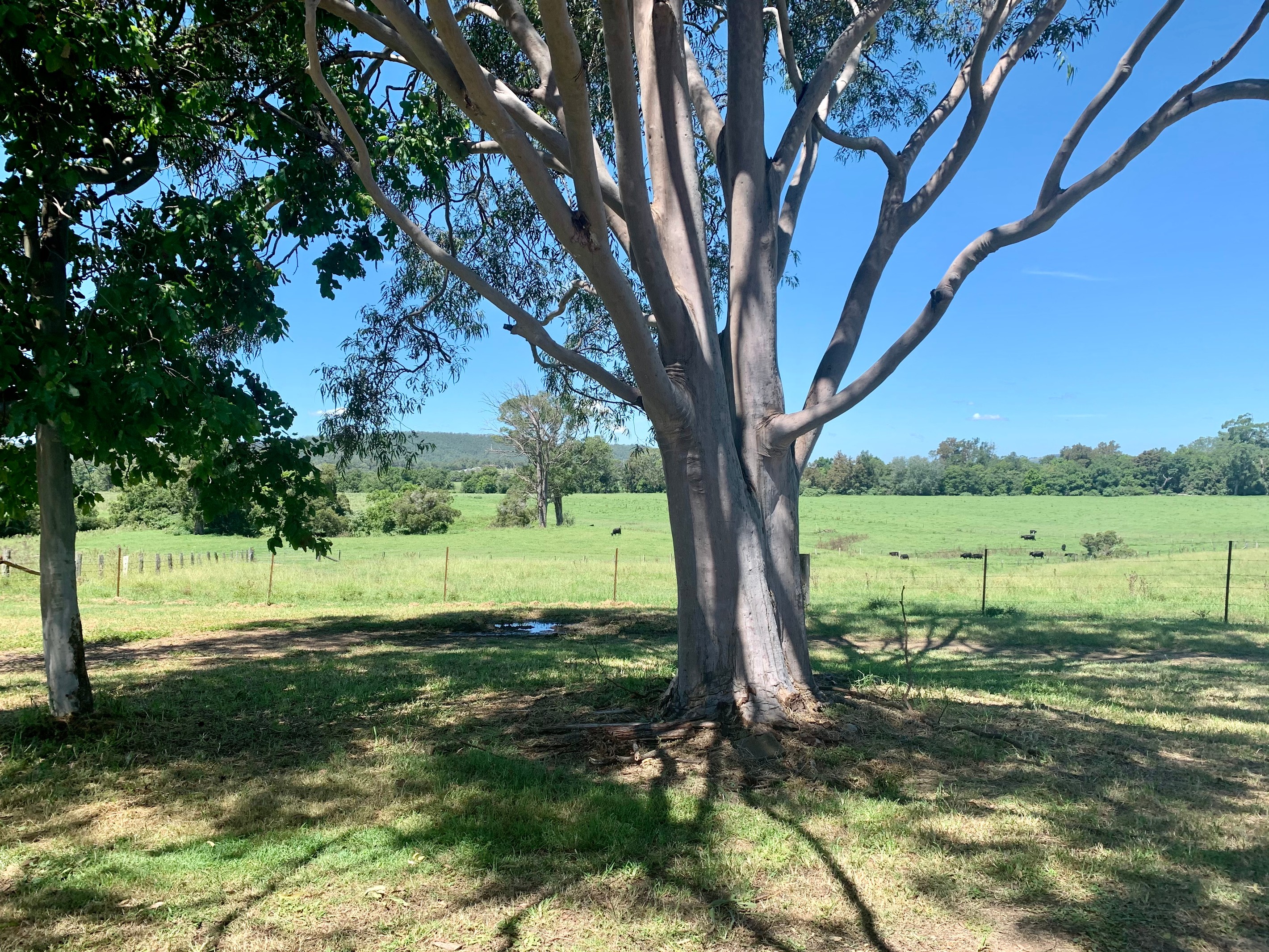 Dungog, NSW 2420