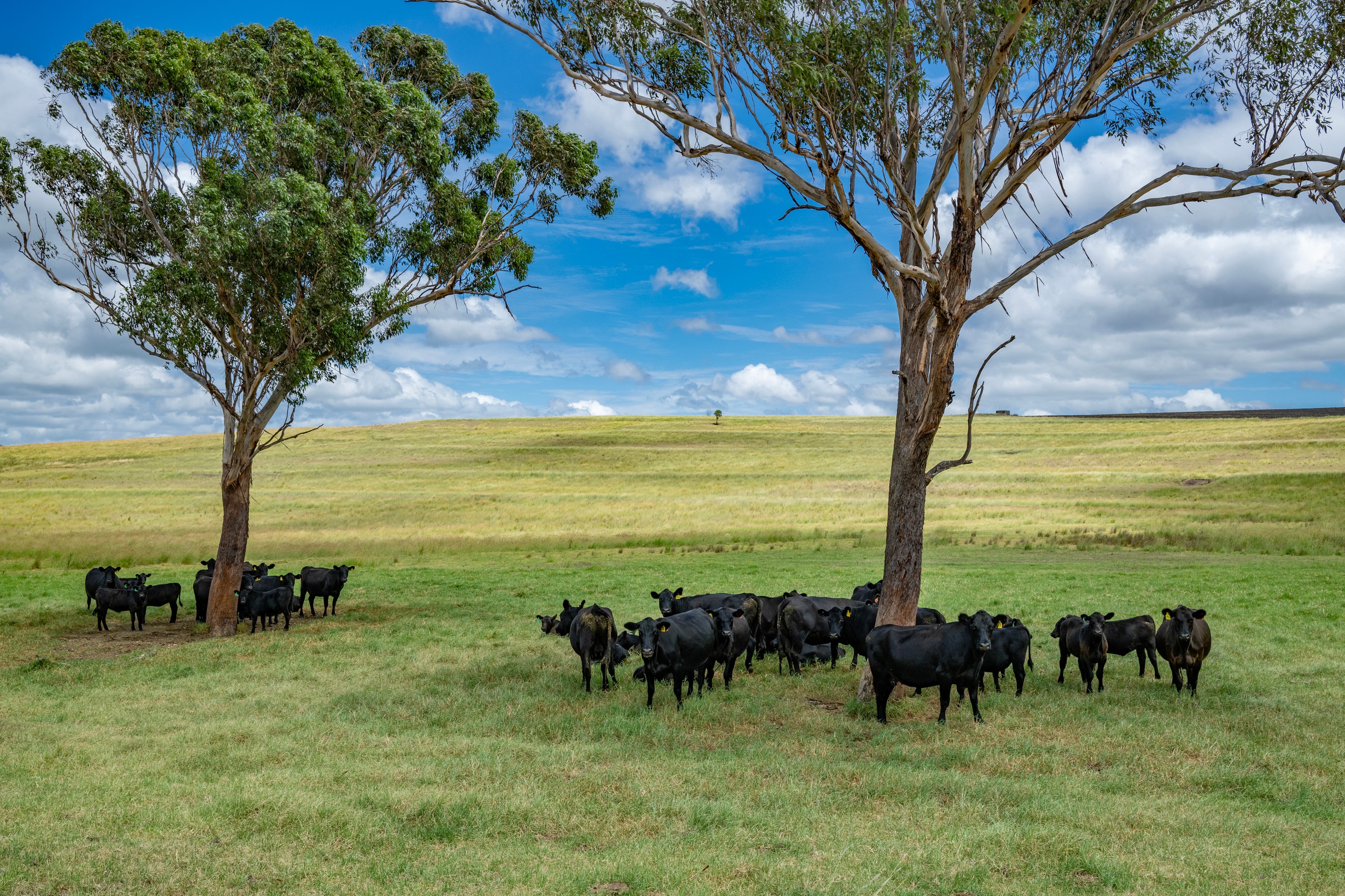 1753 Yangan Killarney Road, Killarney, QLD 4373