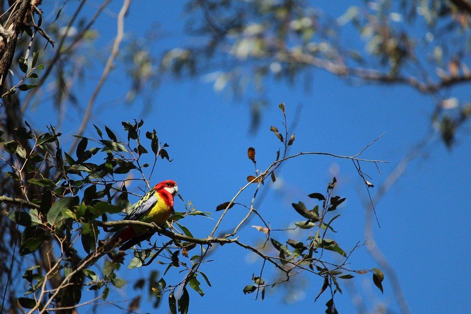 20 Sovereign Hill Drive, Gabbadah, WA 6041 Land for Sale Ray White